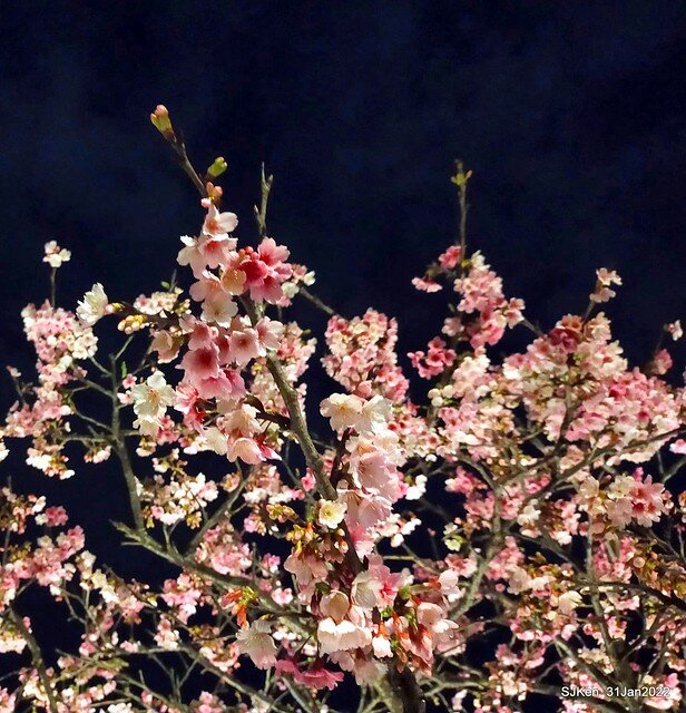 「2022台北東湖樂活夜櫻季」(2022 Taipei Lohas Cherry Blossoms Festival), Taipei, Taiwan, SJKen, Jan 31, 2022.