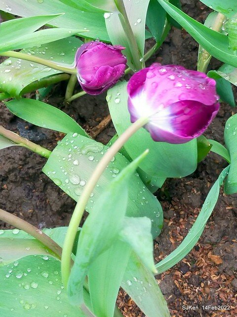 「新店碧潭風景區鬱金香花海」(Tulid blossoms at Pi lake), Hsinpei city, North Taiwan, SJKen, Feb 14, 2022.