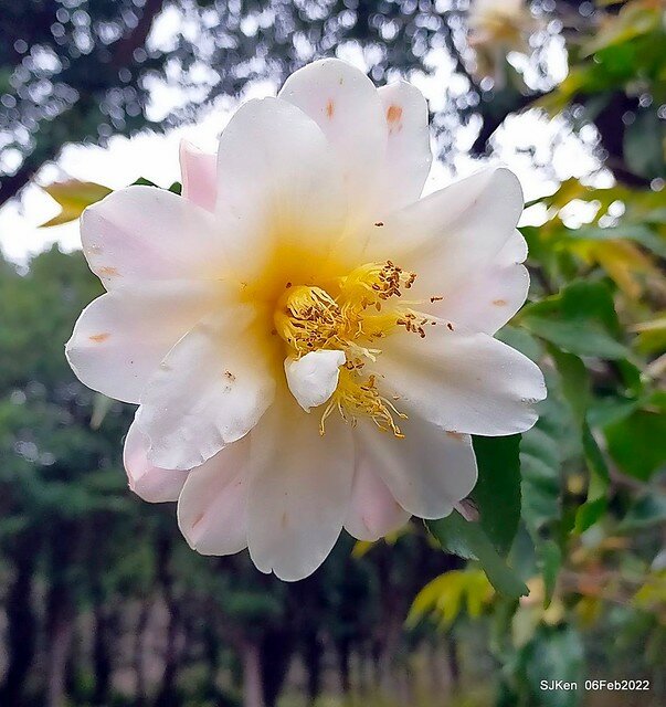 「陽明山花卉試驗中心茶花與杜鵑花」(Rhododendron &Camila), Taipei, Taiwan, SJKen, Feb 6, 2022.