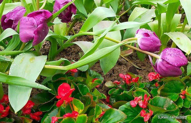 「新店碧潭風景區鬱金香花海」(Tulid blossoms at Pi lake), Hsinpei city, North Taiwan, SJKen, Feb 14, 2022.