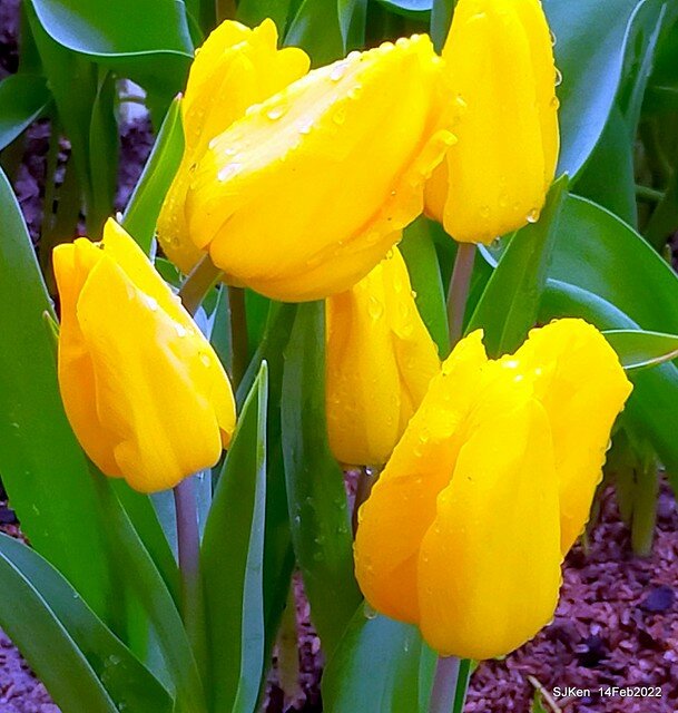 「新店碧潭風景區鬱金香花海」(Tulid blossoms at Pi lake), Hsinpei city, North Taiwan, SJKen, Feb 14, 2022.