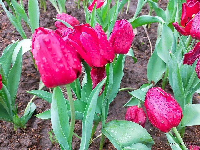「新店碧潭風景區鬱金香花海」(Tulid blossoms at Pi lake), Hsinpei city, North Taiwan, SJKen, Feb 14, 2022.