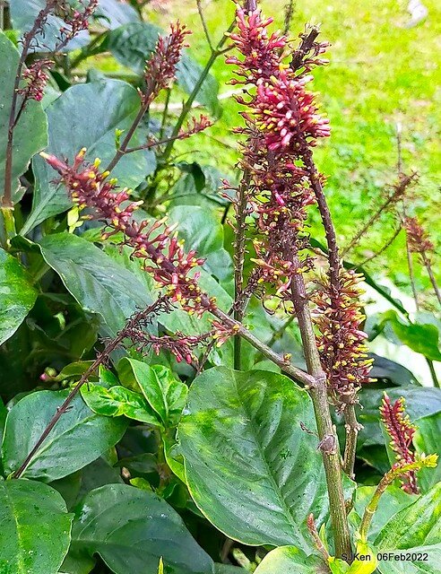 「陽明山花卉試驗中心風信子與香花篇」(Hyacinthus orientalis & other blossoms), Taipei, Taiwan, SJKen, Feb 6, 2022.