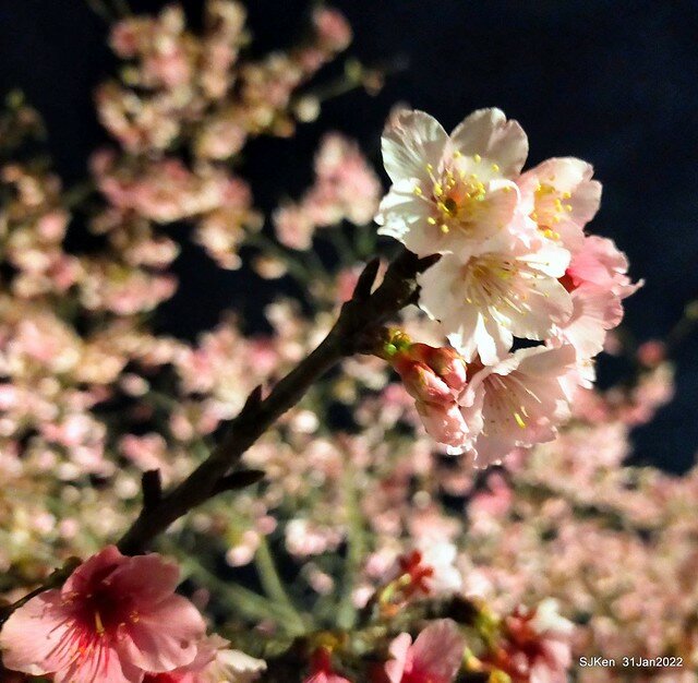 「2022台北東湖樂活夜櫻季」(2022 Taipei Lohas Cherry Blossoms Festival), Taipei, Taiwan, SJKen, Jan 31, 2022.