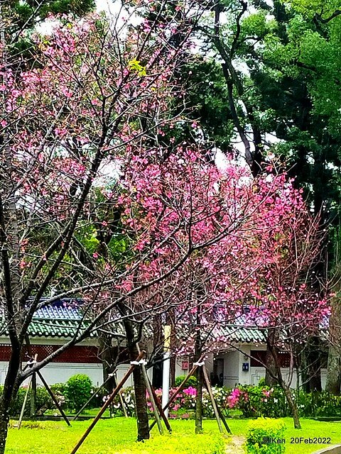 「中正紀念堂」寒流雨中賞櫻與杜鵑花(Cherry Blossom & Rhododendron at C.K.S. Memorial Hall), Taipei, Taiwan, SJKen, Feb 20, 2022.