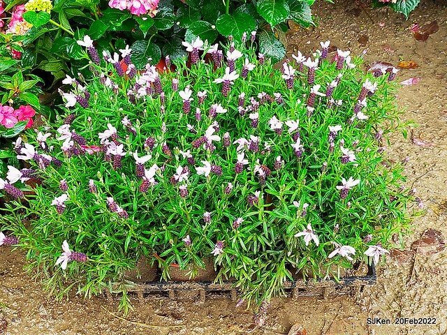 「大安森林公園2022台北杜鵑花季」(Hydrangea & Rhododendron flower exhibition at Da-An forest park), Taipei, Taiwan, SJKen, Feb 20, 2022.