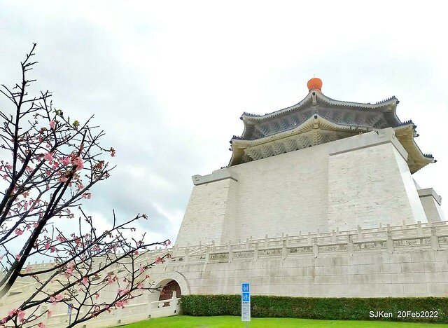 「中正紀念堂」寒流雨中賞櫻與杜鵑花(Cherry Blossom & Rhododendron at C.K.S. Memorial Hall), Taipei, Taiwan, SJKen, Feb 20, 2022.