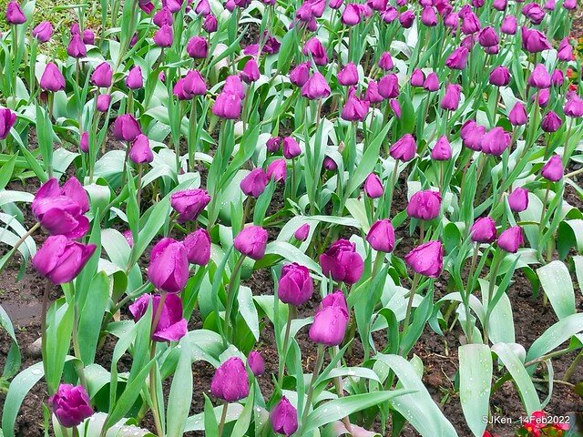 「新店碧潭風景區鬱金香花海」(Tulid blossoms at Pi lake), Hsinpei city, North Taiwan, SJKen, Feb 14, 2022.