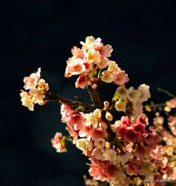 「2022台北東湖樂活夜櫻季」(2022 Taipei Lohas Cherry Blossoms Festival), Taipei, Taiwan, SJKen, Jan 31, 2022.