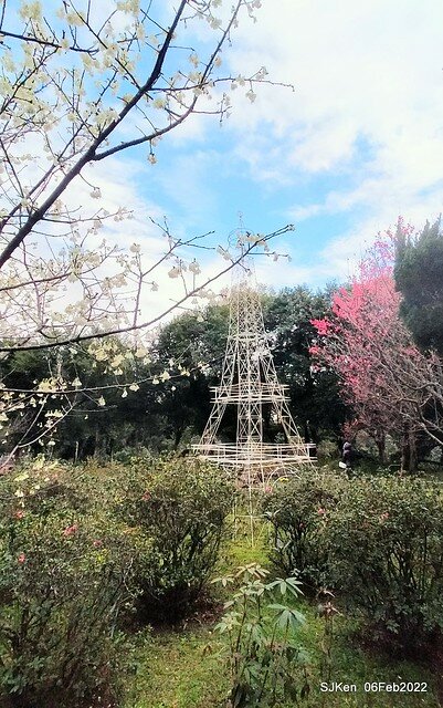 花卉試驗中心櫻花篇(2022 Cherry blossoms ), Taipei, Taiwan, SJKen,Feb 6, 2022.