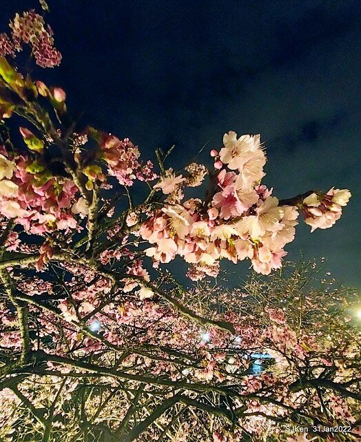 「2022台北東湖樂活夜櫻季」(2022 Taipei Lohas Cherry Blossoms Festival), Taipei, Taiwan, SJKen, Jan 31, 2022.