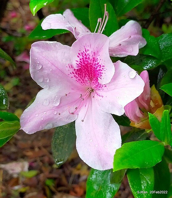 「中正紀念堂」寒流雨中賞櫻與杜鵑花(Cherry Blossom & Rhododendron at C.K.S. Memorial Hall), Taipei, Taiwan, SJKen, Feb 20, 2022.