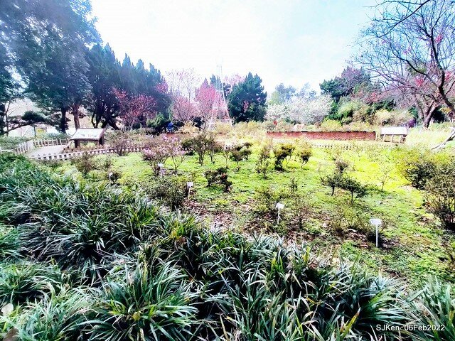 花卉試驗中心櫻花篇(2022 Cherry blossoms ), Taipei, Taiwan, SJKen,Feb 6, 2022.