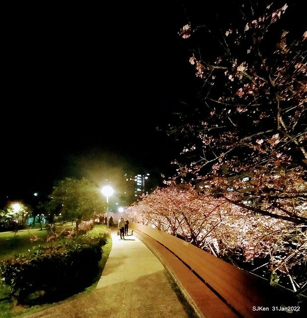 「2022台北東湖樂活夜櫻季」(2022 Taipei Lohas Cherry Blossoms Festival), Taipei, Taiwan, SJKen, Jan 31, 2022.