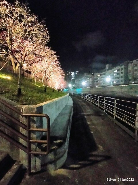 「2022台北東湖樂活夜櫻季」(2022 Taipei Lohas Cherry Blossoms Festival), Taipei, Taiwan, SJKen, Jan 31, 2022.