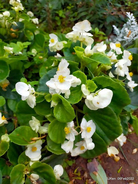 「陽明山花卉試驗中心風信子與香花篇」(Hyacinthus orientalis & other blossoms), Taipei, Taiwan, SJKen, Feb 6, 2022.