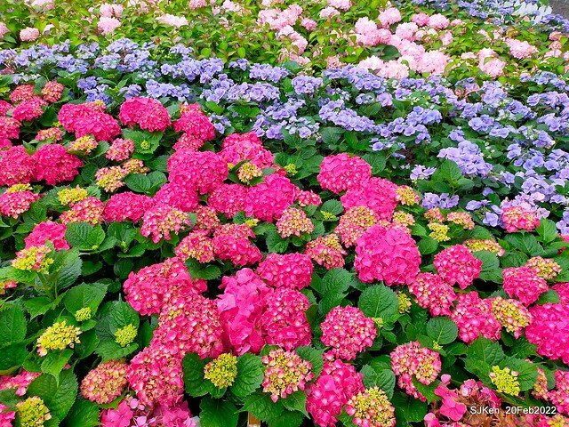 「大安森林公園2022台北杜鵑花季」(Hydrangea & Rhododendron flower exhibition at Da-An forest park), Taipei, Taiwan, SJKen, Feb 20, 2022.