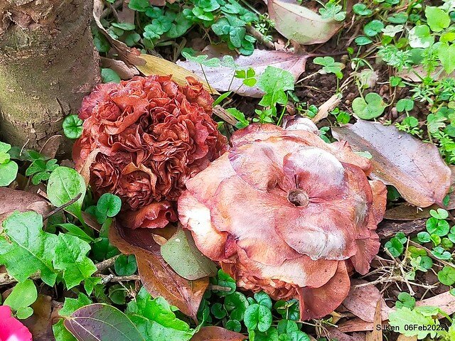 「陽明山花卉試驗中心茶花與杜鵑花」(Rhododendron &Camila), Taipei, Taiwan, SJKen, Feb 6, 2022.