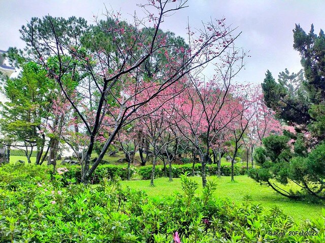 「中正紀念堂」寒流雨中賞櫻與杜鵑花(Cherry Blossom & Rhododendron at C.K.S. Memorial Hall), Taipei, Taiwan, SJKen, Feb 20, 2022.