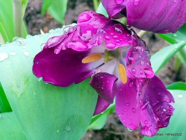 「新店碧潭風景區鬱金香花海」(Tulid blossoms at Pi lake), Hsinpei city, North Taiwan, SJKen, Feb 14, 2022.