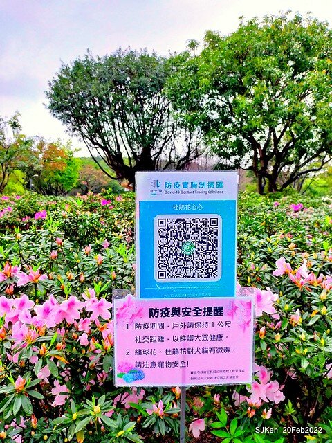 「大安森林公園2022台北杜鵑花季」(Hydrangea & Rhododendron flower exhibition at Da-An forest park), Taipei, Taiwan, SJKen, Feb 20, 2022.