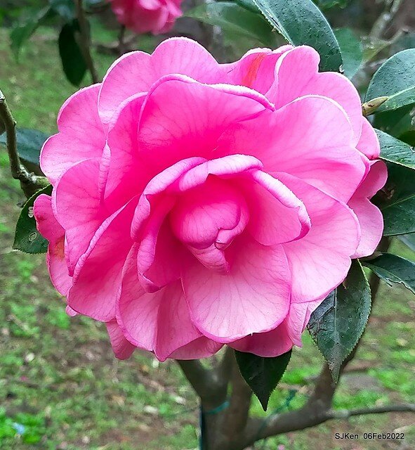 「陽明山花卉試驗中心茶花與杜鵑花」(Rhododendron &Camila), Taipei, Taiwan, SJKen, Feb 6, 2022.