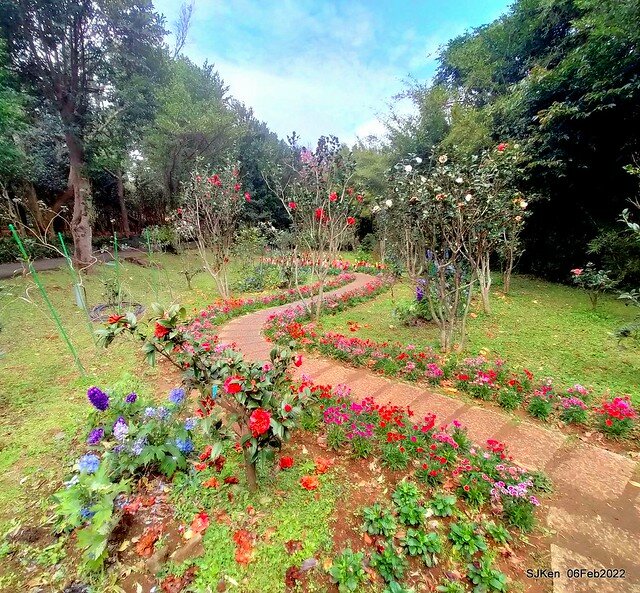 「陽明山花卉試驗中心風信子與香花篇」(Hyacinthus orientalis & other blossoms), Taipei, Taiwan, SJKen, Feb 6, 2022.