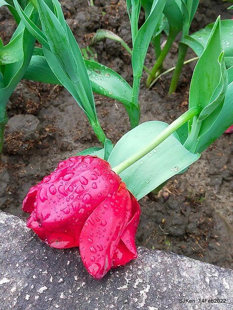 「新店碧潭風景區鬱金香花海」(Tulid blossoms at Pi lake), Hsinpei city, North Taiwan, SJKen, Feb 14, 2022.