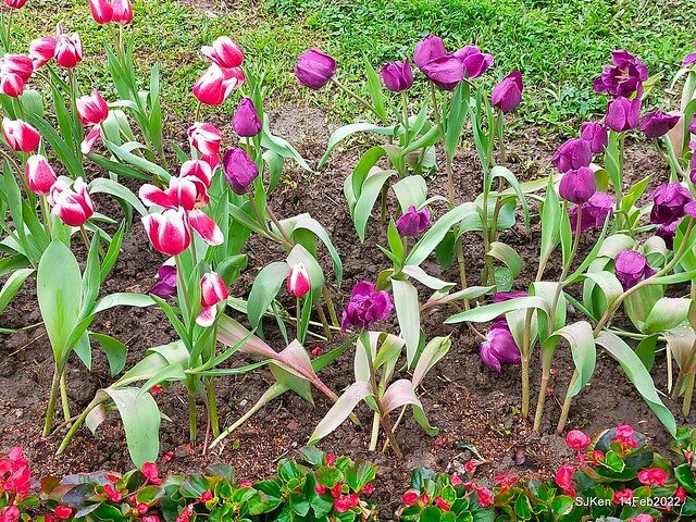 「新店碧潭風景區鬱金香花海」(Tulid blossoms at Pi lake), Hsinpei city, North Taiwan, SJKen, Feb 14, 2022.