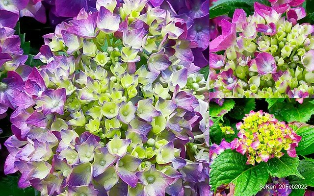 「大安森林公園2022台北杜鵑花季」(Hydrangea & Rhododendron flower exhibition at Da-An forest park), Taipei, Taiwan, SJKen, Feb 20, 2022.