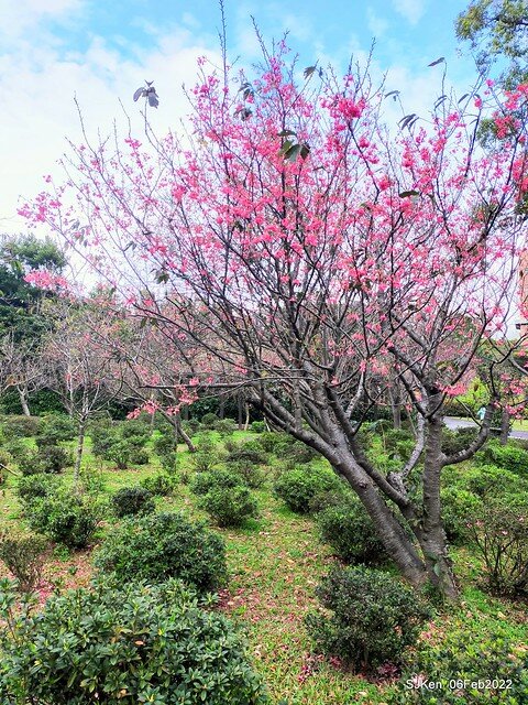 花卉試驗中心櫻花篇(2022 Cherry blossoms ), Taipei, Taiwan, SJKen,Feb 6, 2022.