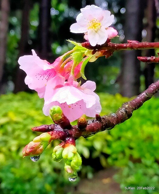 「中正紀念堂」寒流雨中賞櫻與杜鵑花(Cherry Blossom & Rhododendron at C.K.S. Memorial Hall), Taipei, Taiwan, SJKen, Feb 20, 2022.