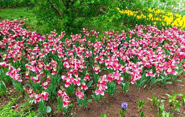 花卉試驗中心鬱金香展(2022 Tulid blossoms exhibition), Taipei, Taiwan, SJKen,Feb 6,  2022.