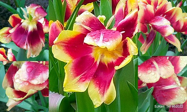 「新店碧潭風景區鬱金香花海」(Tulid blossoms at Pi lake), Hsinpei city, North Taiwan, SJKen, Feb 14, 2022.