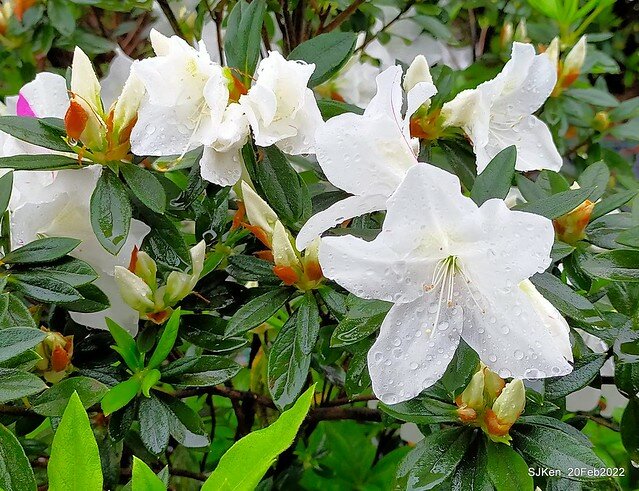 「大安森林公園2022台北杜鵑花季」(Hydrangea & Rhododendron flower exhibition at Da-An forest park), Taipei, Taiwan, SJKen, Feb 20, 2022.