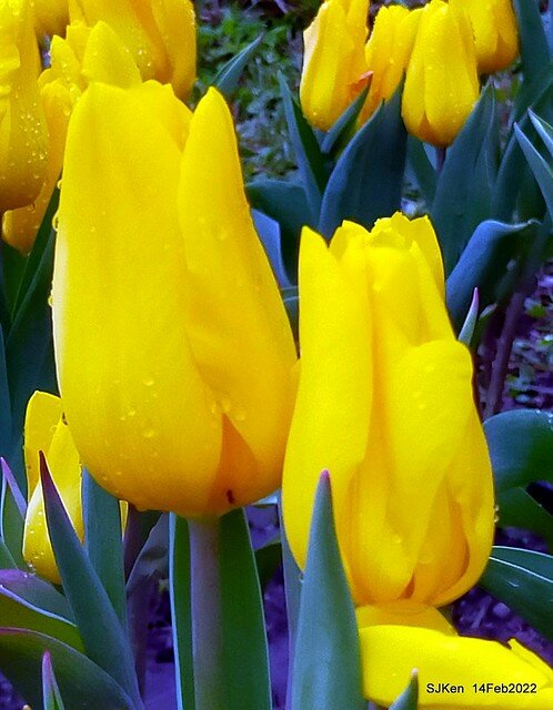 「新店碧潭風景區鬱金香花海」(Tulid blossoms at Pi lake), Hsinpei city, North Taiwan, SJKen, Feb 14, 2022.