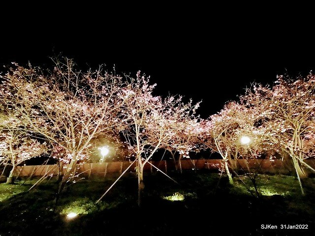 「2022台北東湖樂活夜櫻季」(2022 Taipei Lohas Cherry Blossoms Festival), Taipei, Taiwan, SJKen, Jan 31, 2022.