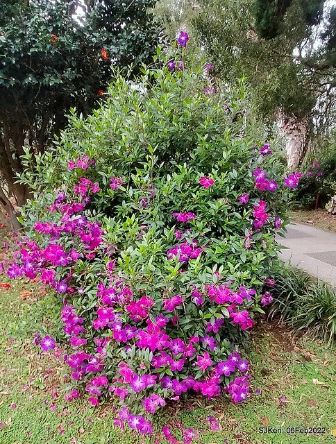 「陽明山花卉試驗中心風信子與香花篇」(Hyacinthus orientalis & other blossoms), Taipei, Taiwan, SJKen, Feb 6, 2022.