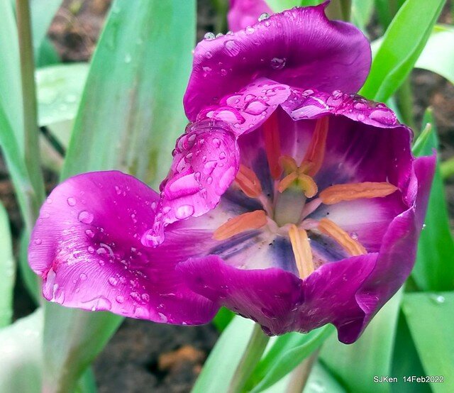 「新店碧潭風景區鬱金香花海」(Tulid blossoms at Pi lake), Hsinpei city, North Taiwan, SJKen, Feb 14, 2022.
