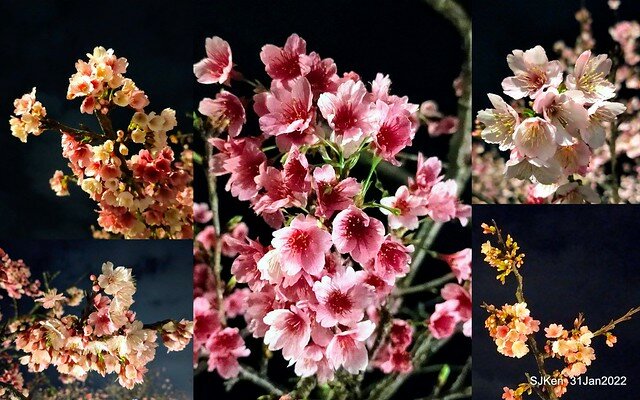 「2022台北東湖樂活夜櫻季」(2022 Taipei Lohas Cherry Blossoms Festival), Taipei, Taiwan, SJKen, Jan 31, 2022.
