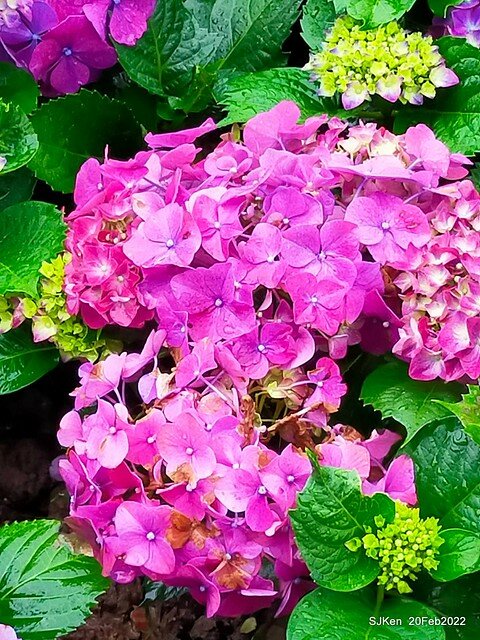 「大安森林公園2022台北杜鵑花季」(Hydrangea & Rhododendron flower exhibition at Da-An forest park), Taipei, Taiwan, SJKen, Feb 20, 2022.