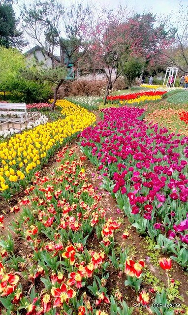花卉試驗中心鬱金香展(2022 Tulid blossoms exhibition), Taipei, Taiwan, SJKen,Feb 6,  2022.