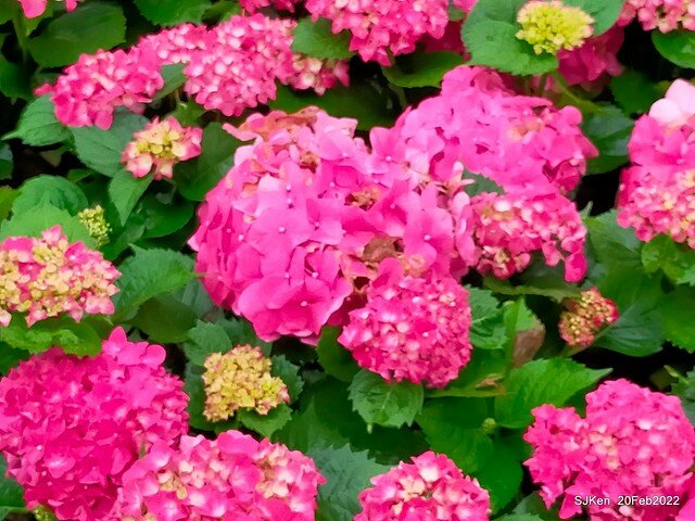 「大安森林公園2022台北杜鵑花季」(Hydrangea & Rhododendron flower exhibition at Da-An forest park), Taipei, Taiwan, SJKen, Feb 20, 2022.