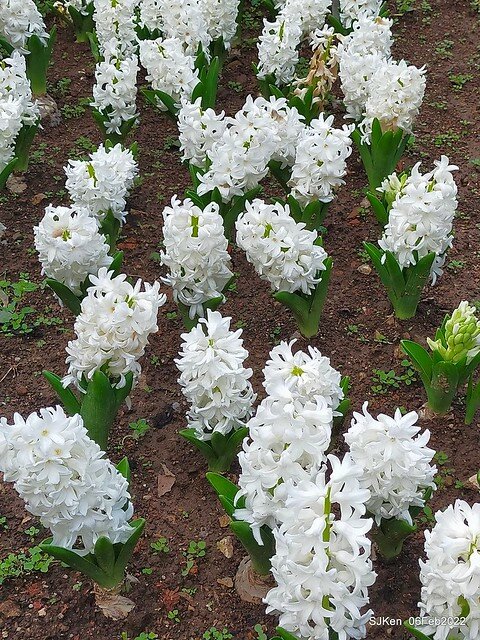 花卉試驗中心鬱金香展(2022 Tulid blossoms exhibition), Taipei, Taiwan, SJKen,Feb 6,  2022.