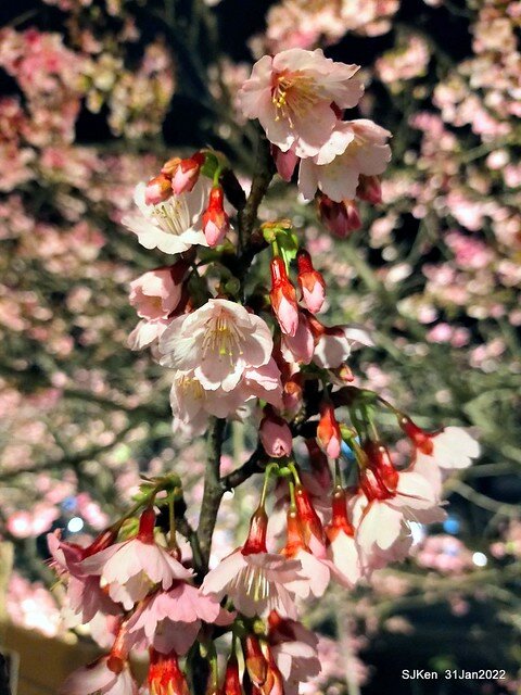 「2022台北東湖樂活夜櫻季」(2022 Taipei Lohas Cherry Blossoms Festival), Taipei, Taiwan, SJKen, Jan 31, 2022.