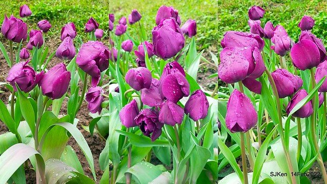 「新店碧潭風景區鬱金香花海」(Tulid blossoms at Pi lake), Hsinpei city, North Taiwan, SJKen, Feb 14, 2022.