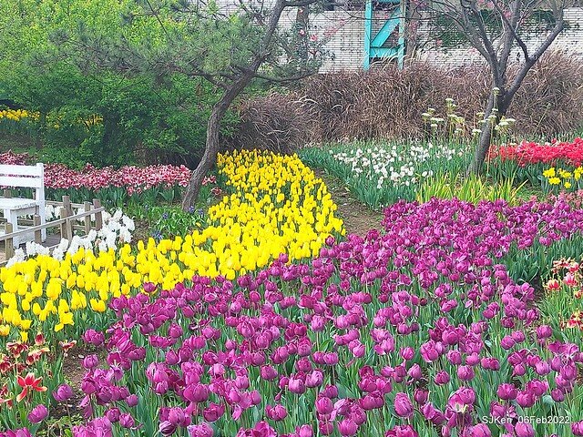 花卉試驗中心鬱金香展(2022 Tulid blossoms exhibition), Taipei, Taiwan, SJKen,Feb 6,  2022.