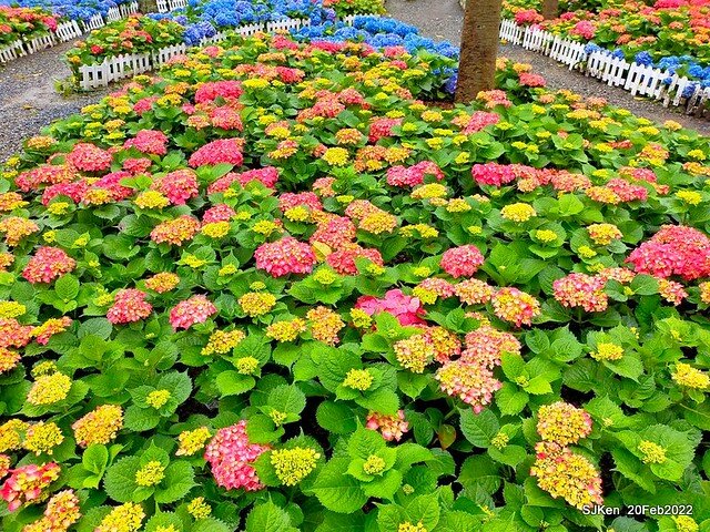 「大安森林公園2022台北杜鵑花季」(Hydrangea & Rhododendron flower exhibition at Da-An forest park), Taipei, Taiwan, SJKen, Feb 20, 2022.