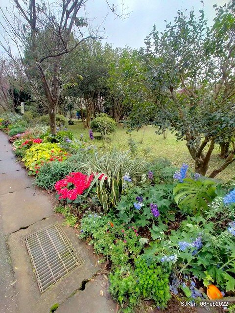 「陽明山花卉試驗中心風信子與香花篇」(Hyacinthus orientalis & other blossoms), Taipei, Taiwan, SJKen, Feb 6, 2022.