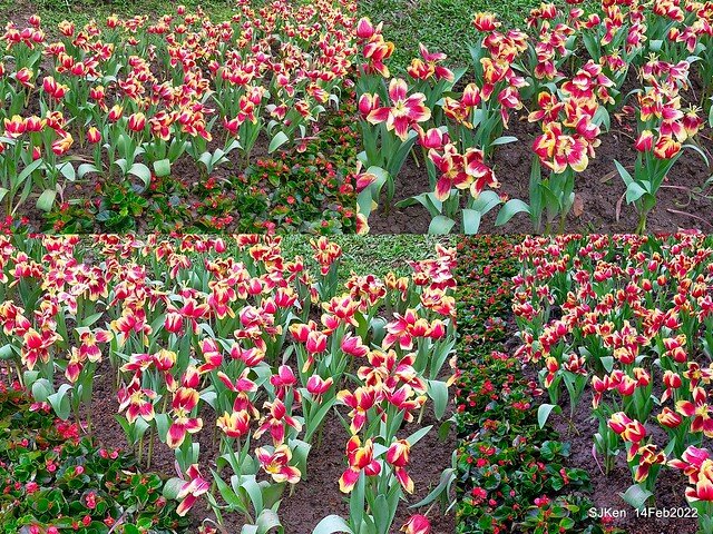 「新店碧潭風景區鬱金香花海」(Tulid blossoms at Pi lake), Hsinpei city, North Taiwan, SJKen, Feb 14, 2022.